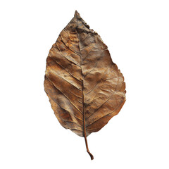 Close-Up of a Single Dry Brown Leaf - obrazy, fototapety, plakaty
