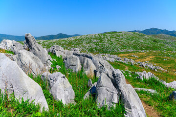 石灰岩の多い秋吉台の初夏の風景