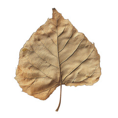 Close-Up of a Single Dry Brown Leaf - obrazy, fototapety, plakaty