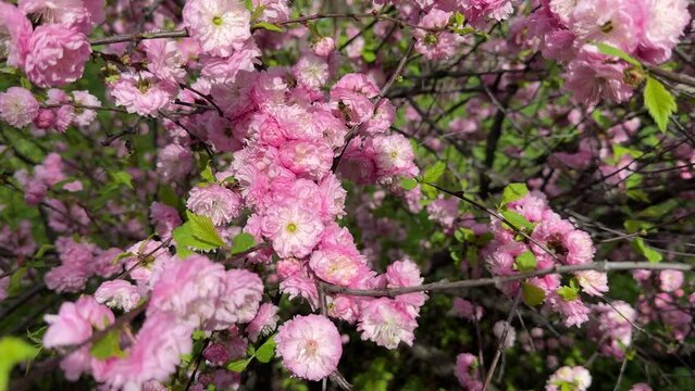 Almond pink flowers in spring garden.