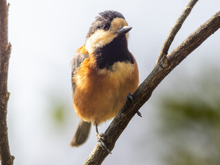 木の枝にとまるヤマガラ