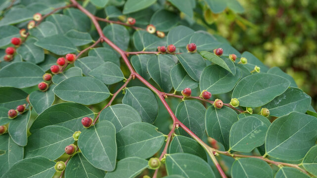 The red flower on the breynia tree
