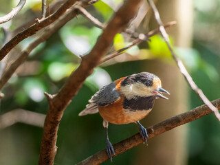 木の枝にとまるヤマガラ