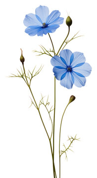 PNG  Real Pressed a Blue flax flower petal plant blue
