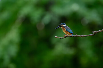 枝に止まるカワセミ