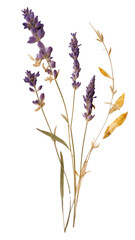 PNG  Real Pressed a lavenders flower plant paper
