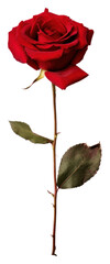 PNG  Real Pressed a red rose flower plant inflorescence - obrazy, fototapety, plakaty