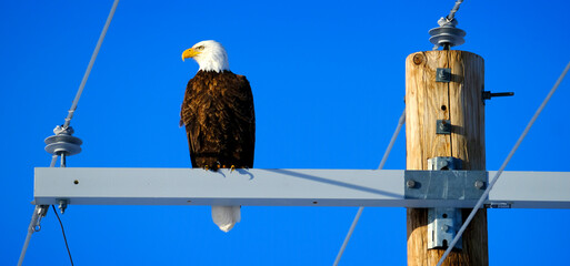 Bald Eagle on Power Pole with Blue Sky Looking Fierce Hunting