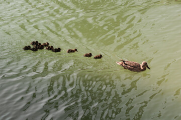 Ducks, cute ducklings,duck babies,following mother in a queue,lake,symbolic figurative harmonic peaceful animal family
