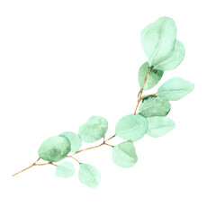 Watercolor green bouquet with eucalyptus leaves and branches. Greenery leaf hand painted isolated....