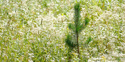 Pine Tree Surrounded by white Wildflowers Flora