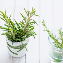 Fresh rosemary bound, and rosemary sprigs in a glass, on a white wooden background.