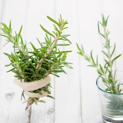 Fresh rosemary bound, and rosemary sprigs in a glass, on a white wooden background.