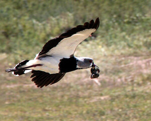Adult tero carrying a newborn chick in its beak