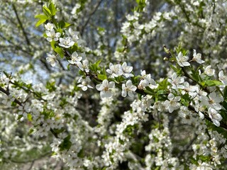  a spring banner with white flowers and young green leaves on cherry branches in a spring garden, the concept of a spring screensaver on a computer or phone