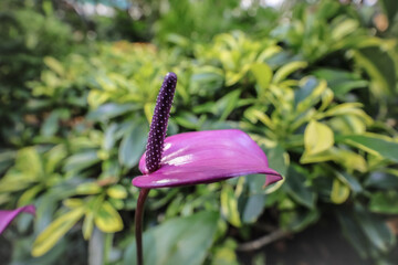 the Anthurium flower in botanic garden at park