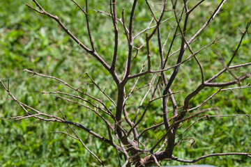 Tree with dry branches in nature
