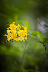 Żółte kwiaty azalii, wiosenny park, rozmyte tło