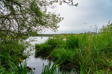 Des herbes vertes chatoyantes et des iris d'eau aux fleurs jaunes égayent les rives de l'étang de...