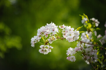 Sezon wiosenny w parku, kwitnące drzewa, krzewy i kwiaty  