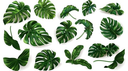 An isolated modern set illustrating tropical green monstera leaves against a white background. An exotic philodendron leaf in a realistic style set, a jungle palm plant in a tropical jungle, an - obrazy, fototapety, plakaty