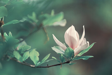 Poranek i wiosenny park, kwiaty kwitnących magnolii, rozmyte tło
