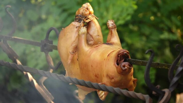 Small piglet is smoked on metal rotating spit on open outdoor fire.