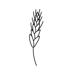 Wheat, cereals in doodle style. Vector illustration .