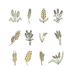 Set of Wheat, cereals in doodle style. Vector illustration
