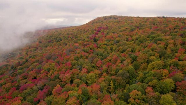 Aerial Fly Backwards Epic Forest Fall Foliage Trees