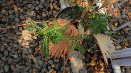 Creative layout made of green leaves and nature. Lay flat. natural concept
