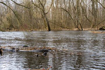 Spring flood on the river.