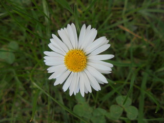 Very beautiful daisy flower close up