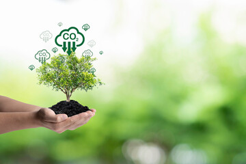 Hand with tree with carmon reduction icon for trees absorb carbon dioxide to carbon credit footprint ,limit global warming from climate change and Kyoto protocol in 2050 concept.