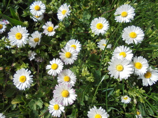 Obraz premium Very beautiful chamomile flowers close up