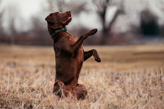 Labrador macht M&auml;nnchen