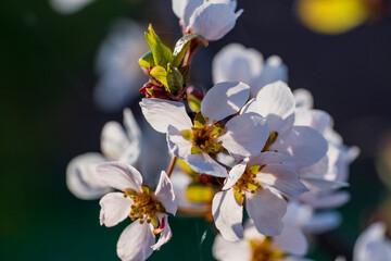 Flowering ornamental purple-leaf plum Hollywood with white flowers on spring garden background, closeup - 785509557