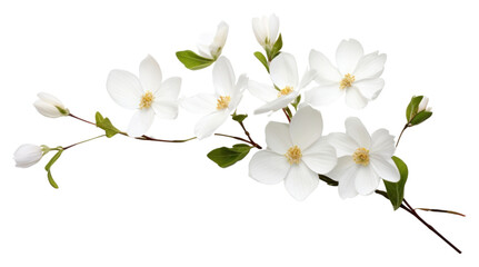 Obraz premium PNG White flowers and buds blossom petal plant