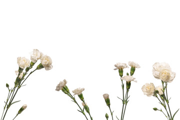 White carnation flower isolated on a white background.