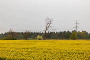 Electricity pylons with cables behind a field of yellow flowering rape plants on a rainy day in...