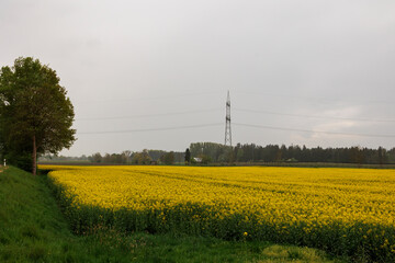 Electricity pylons with cables behind a field of yellow flowering rape plants on a rainy day in...