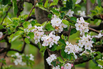 Apple blossoms in an apple orchard in spring on a rainy day
