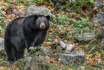 Autumn Guardian: The Solitary Black Bear.  Wildlife Photography.