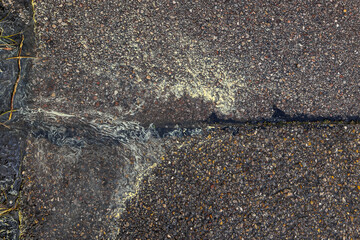 After rain in spring, yellow pollen collects on the streets and in the gutter with the run-off...