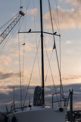 sailboat birds at sunset
