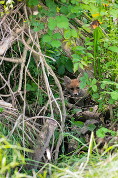 Curieux