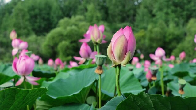 Summer lake with lotuses. Natural leaf flowers. Blooming pink lotuses on a pond. Flower petals. Flower baskets.