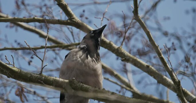The hooded crow - Corvus cornix, also called the scald-crow or hoodie siting on branch at spring day. Genus Corvus. Widely distributed, it is found across Northern, Eastern, and Southeastern Europe