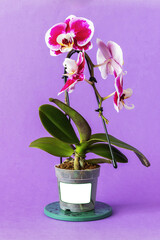 Phalaenopsis orchid seedling on a purple background