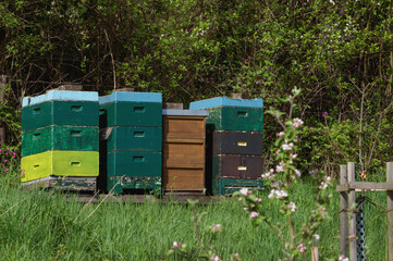 Bienenstöcke Holzkisten am Waldrand Wiese